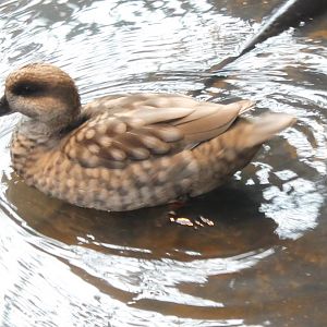 Marbled teal