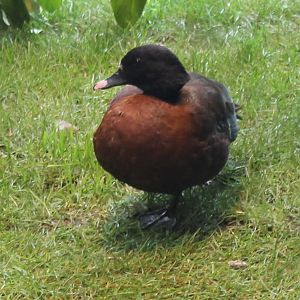 Eastern hartlaub's duck