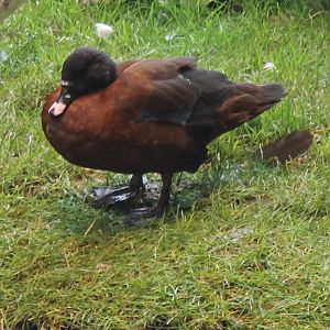 Eastern hartlaub's duck