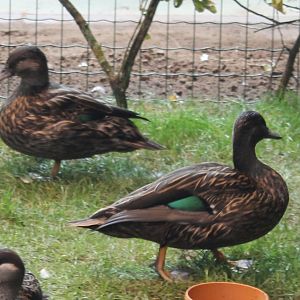 Meller's ducks
