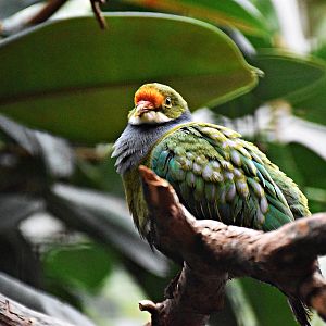 Orange-fronted fruit dove