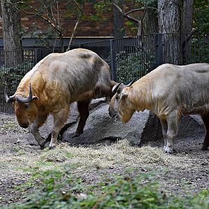 Golden takin