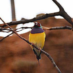 Gouldian finch