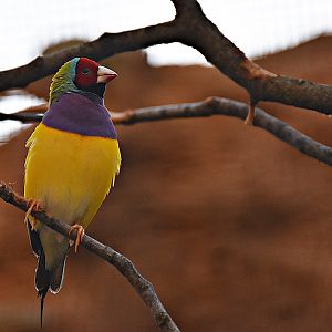 Gouldian finch