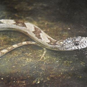 western rat snake