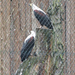 African fish-eagles