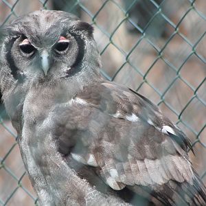 Milky eagle-owl