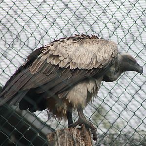 White-backed vulture