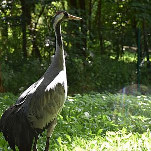 Common crane