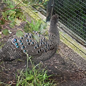 Grey peacock-pheasant