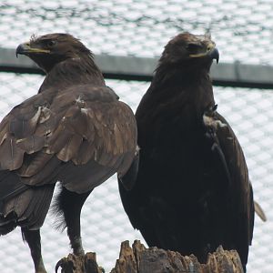 Greater spotted eagles