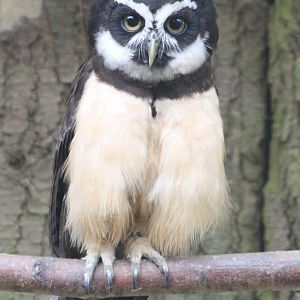 Spectacled owl