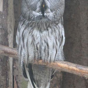 Great grey owl