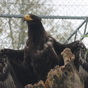 Steller sea-eagle