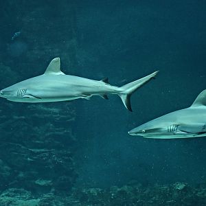 Grey reef shark