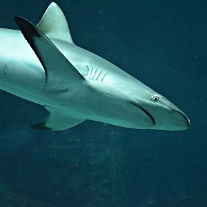 Grey reef shark