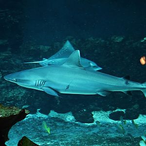 Grey reef shark