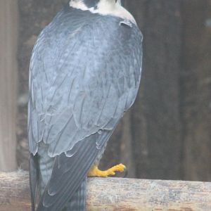 Peregrine falcon