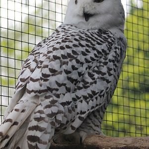 Snowy owl