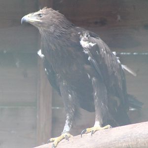 Grerater spotted eagle