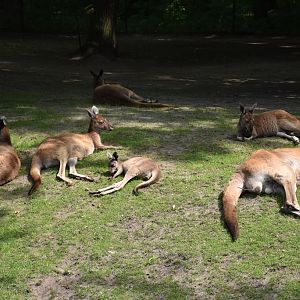 Western grey kangaroo