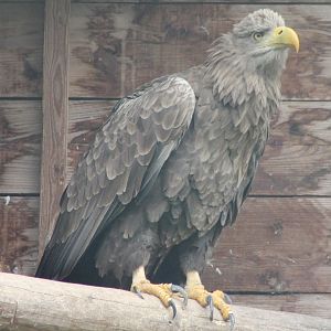 White-tailed sea-eagle