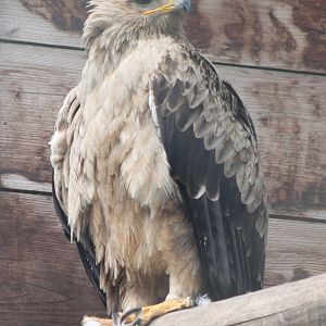 Tawny eagle