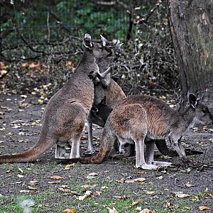 Western grey kangaroo