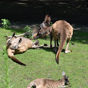 Western grey kangaroo
