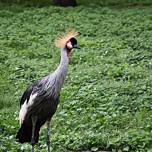 Grey crowned crane