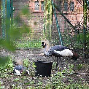 Grey crowned crane
