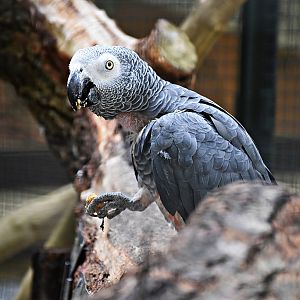 Grey parrot