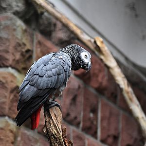 Grey parrot
