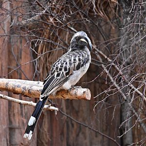 African grey hornbill