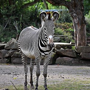 Grévy's zebra