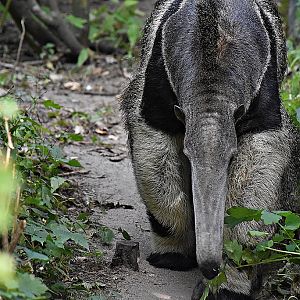 Giant anteater