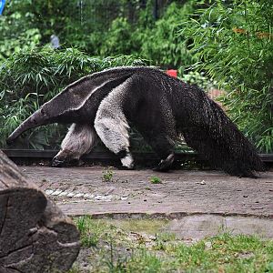 Giant anteater