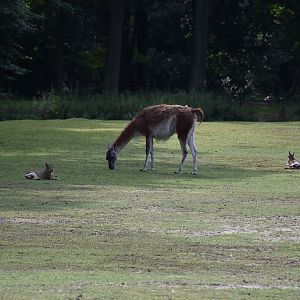 Patagonian mara & Guanaco