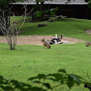 Patagonian mara & Capybara
