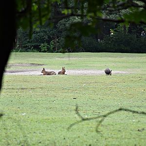Patagonian mara
