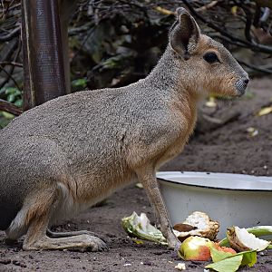 Patagonian mara