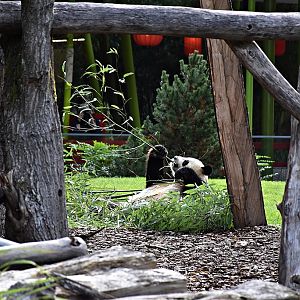 Giant panda