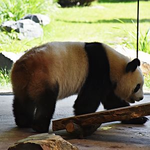 Giant panda