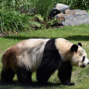 Giant panda