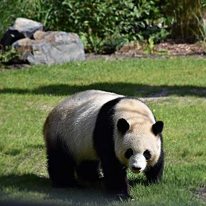 Giant panda