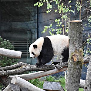 Giant panda