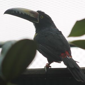Nuchal'ls collared aracari