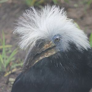 White-crested hornbill Female