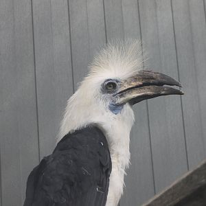 White-crested hornbill Male