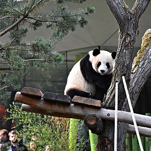 Giant panda